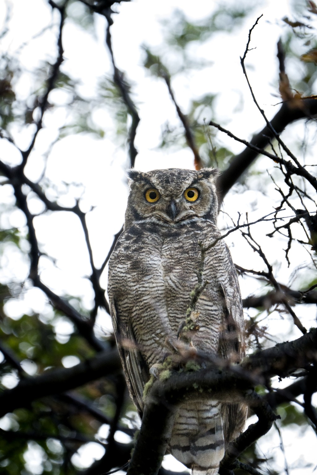 Owl in Patagonian forest
