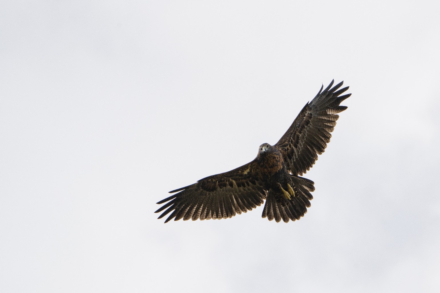 Raptor in flight
