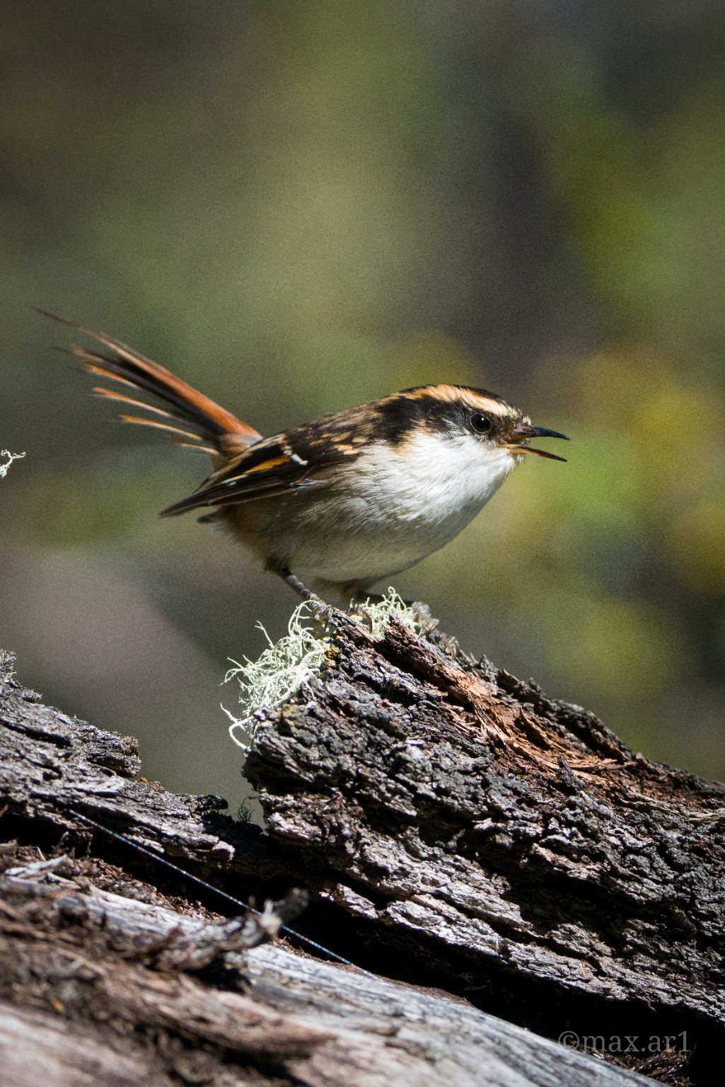 Patagonian forest bird