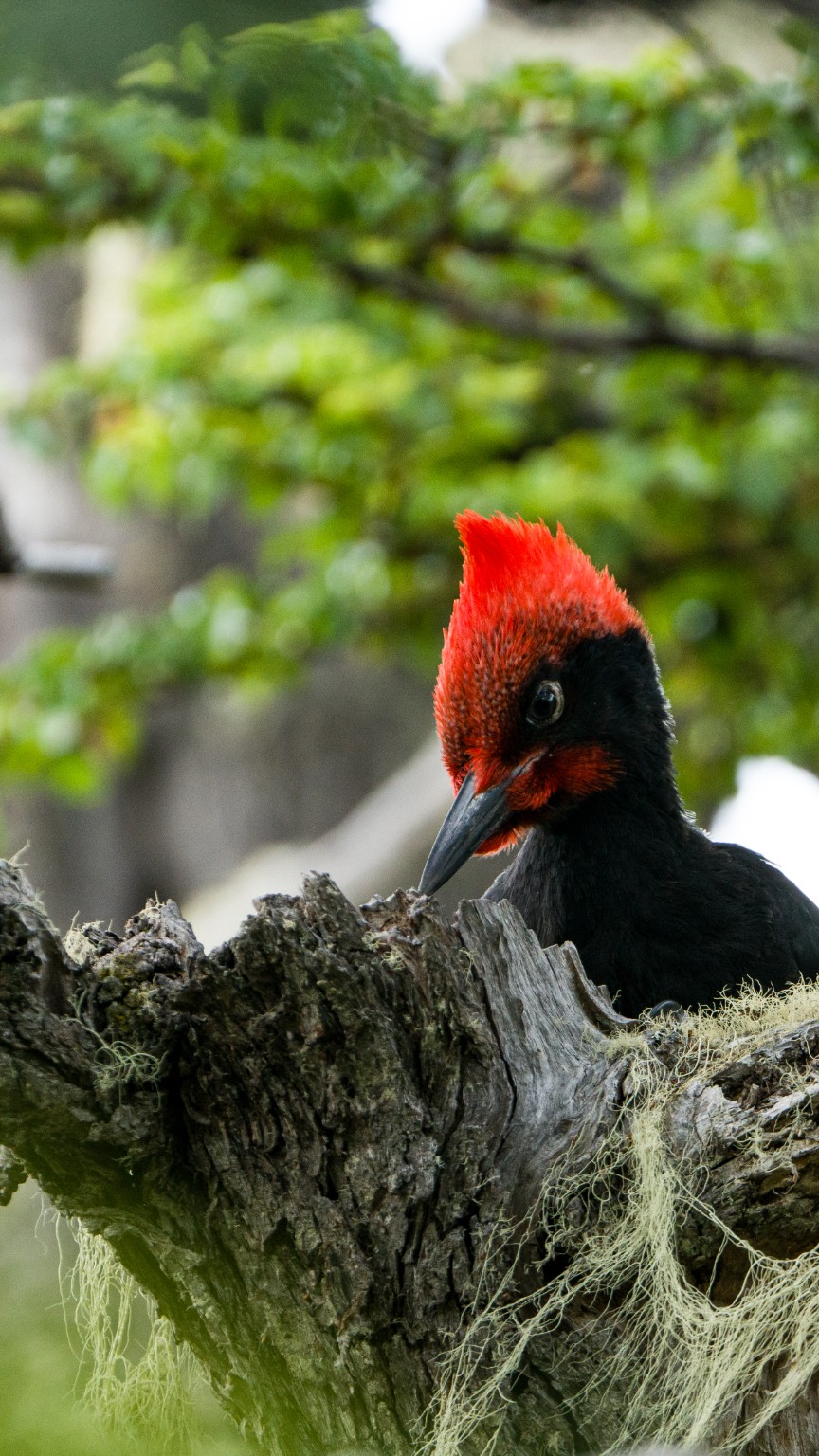 Carpintero negro en bosque patagónico