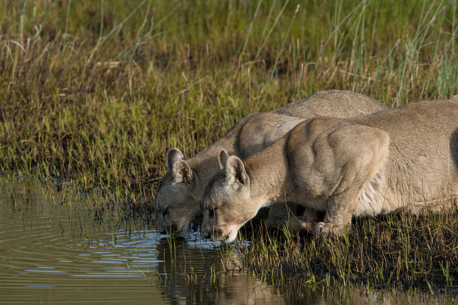 Two pumas drinking water