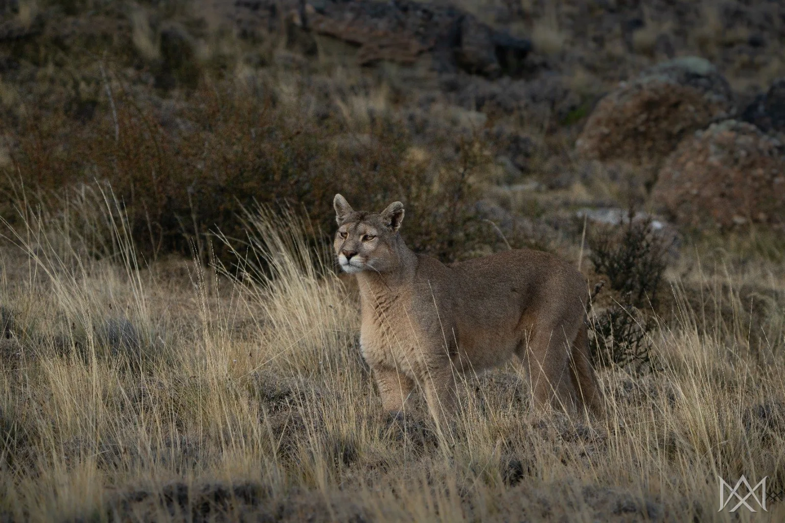 Puma in Patagonia