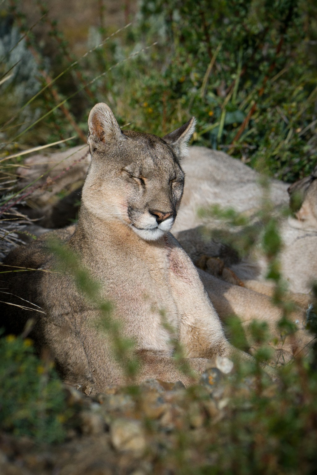 Puma descansando entre vegetación