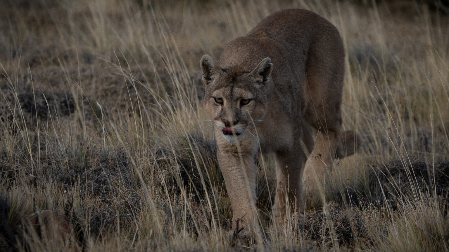 Puma walking through the steppe